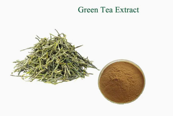 식물성 자연 식품급 녹차 추출물 CAS No 989-51-5 Camellia Sinensis o.ktze