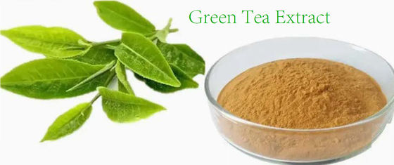 식물성 자연 식품급 녹차 추출물 CAS No 989-51-5 Camellia Sinensis o.ktze