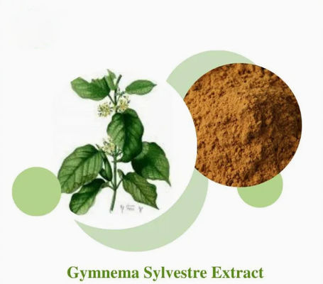 식물 추출물 Gymnema Sylvestre 추출물 CAS NO 90045-47-9 뿌리 또는 허브 추출물 분말
